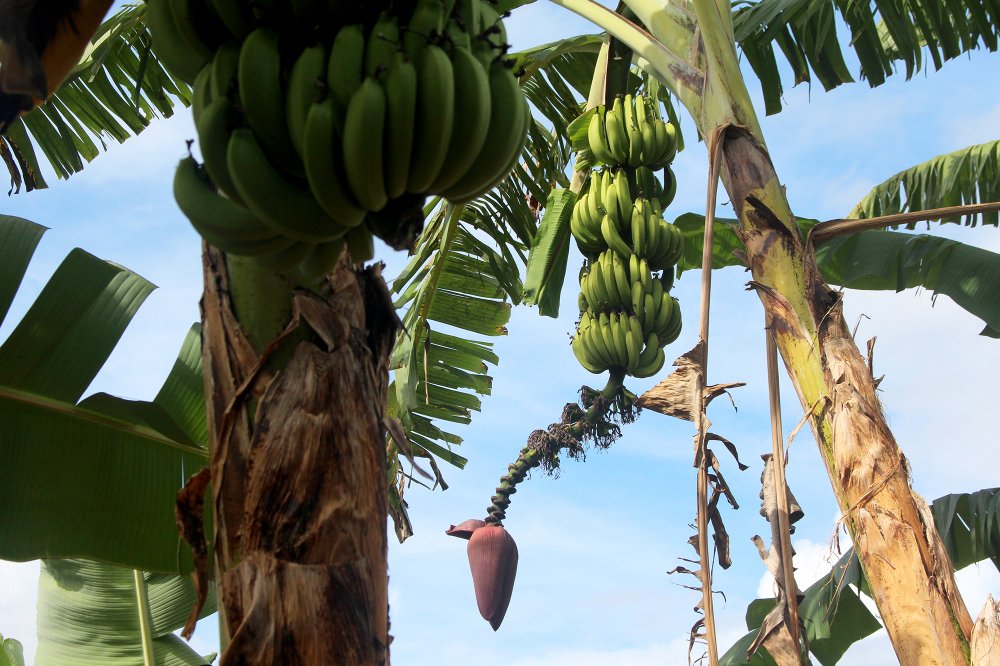 Камбоджа банановые деревья