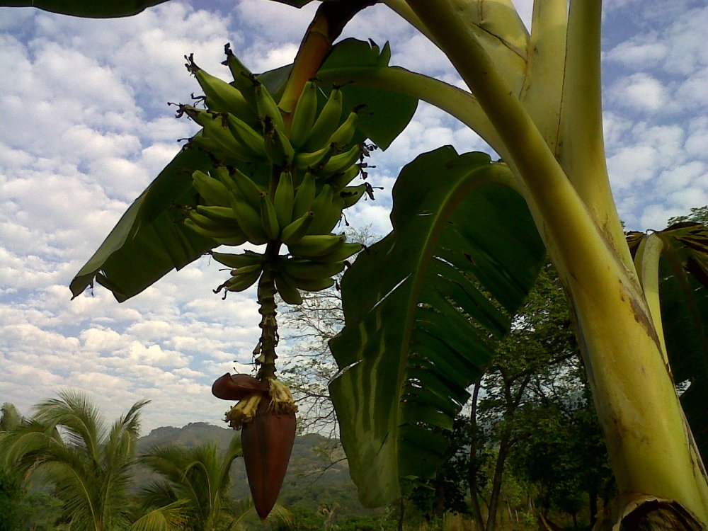 Банановое дерево Краснодар