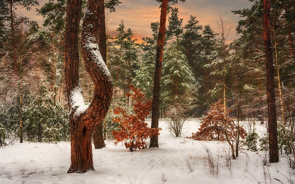 Красивый еловый лес зимой