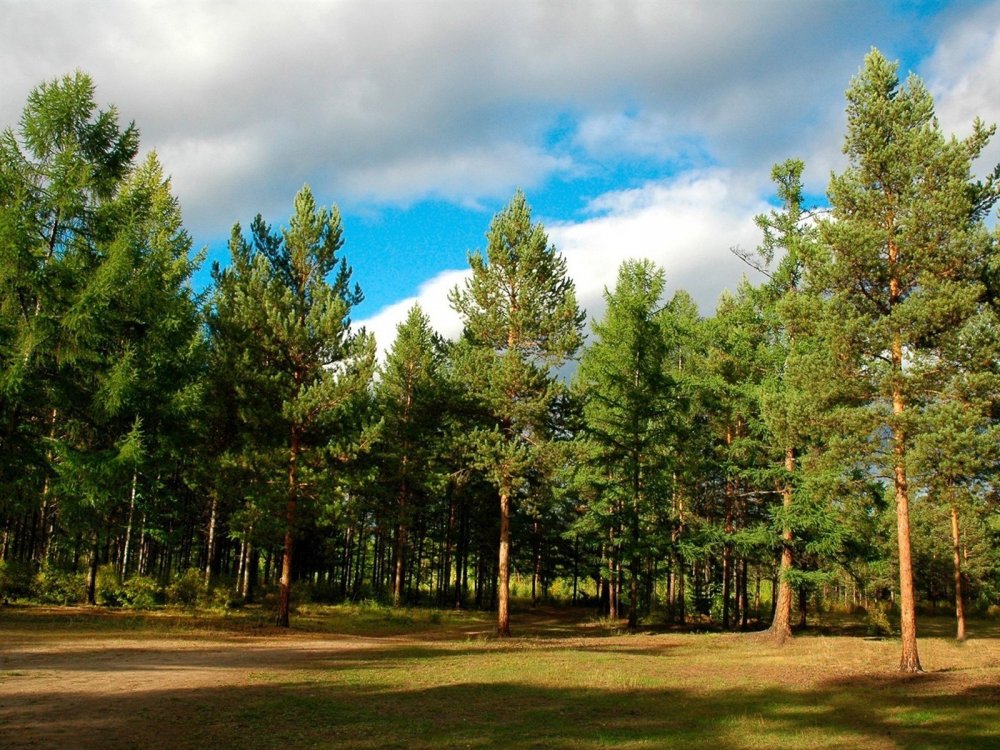 Сосновый лес в Волгограде