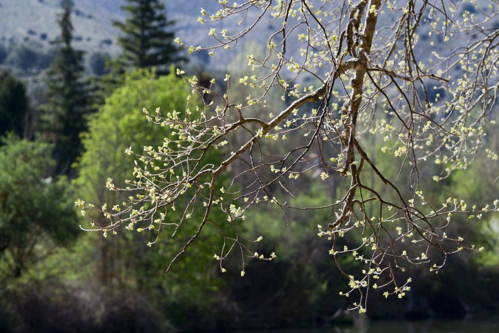 Дерево с цветущим кисточкаи