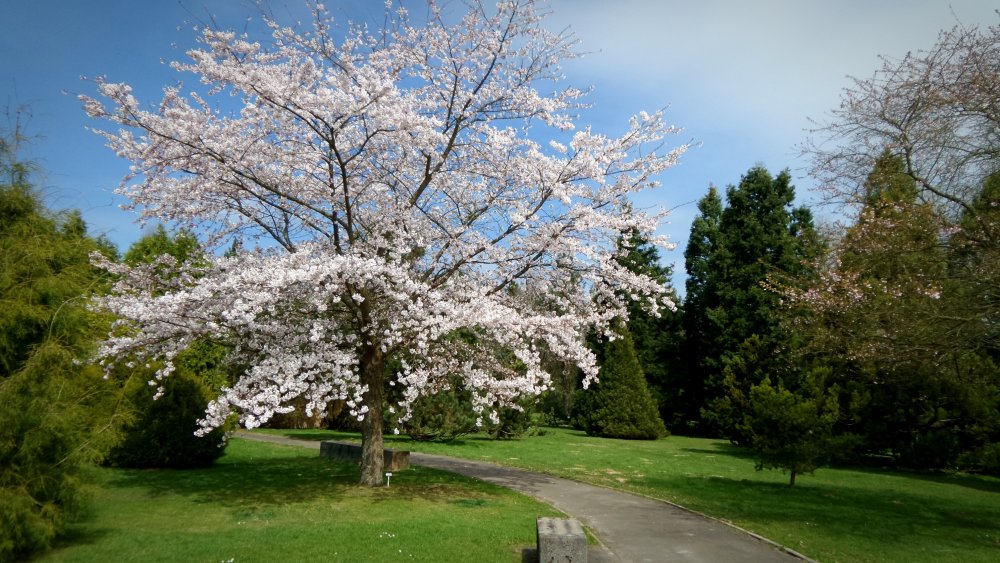 Весна и цветущие деревья груши