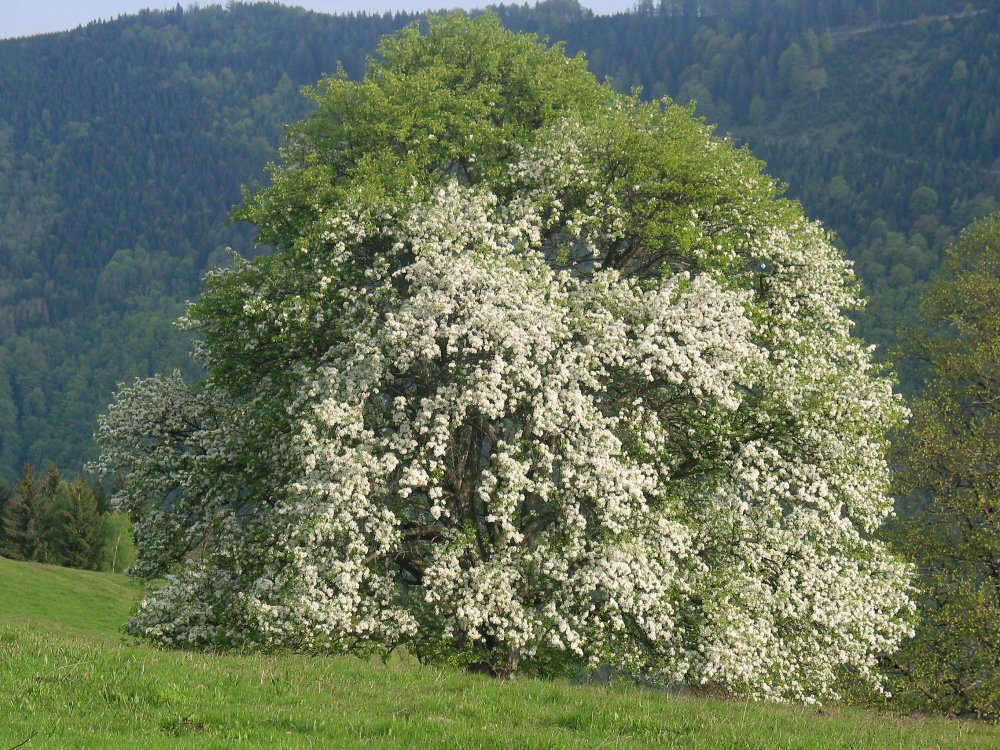 Кизил дерево цветение