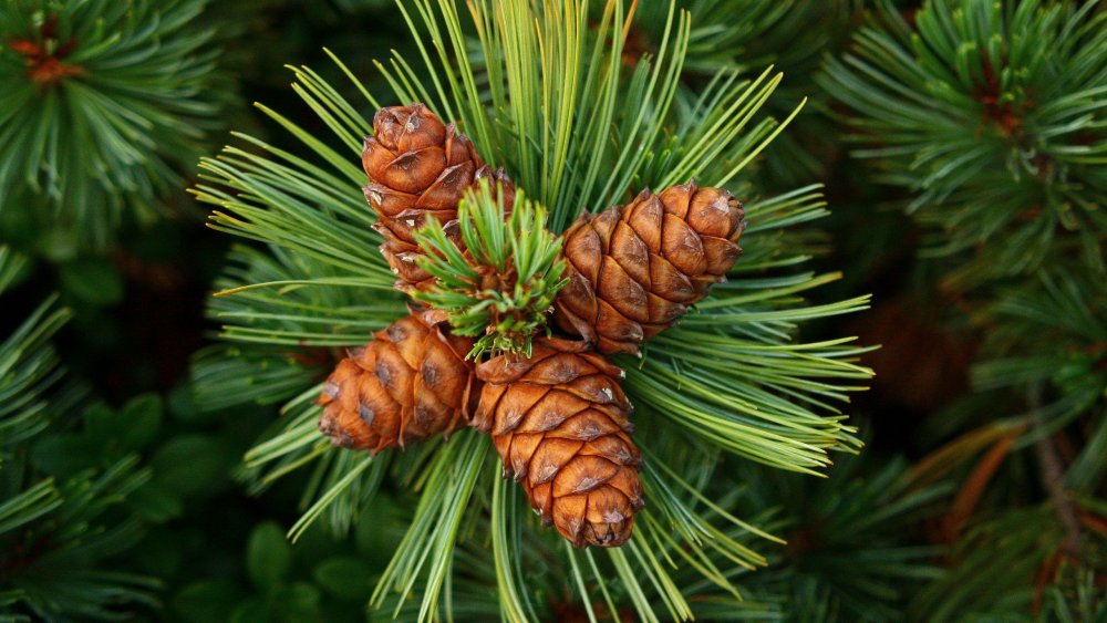 Pinus sibirica шишки