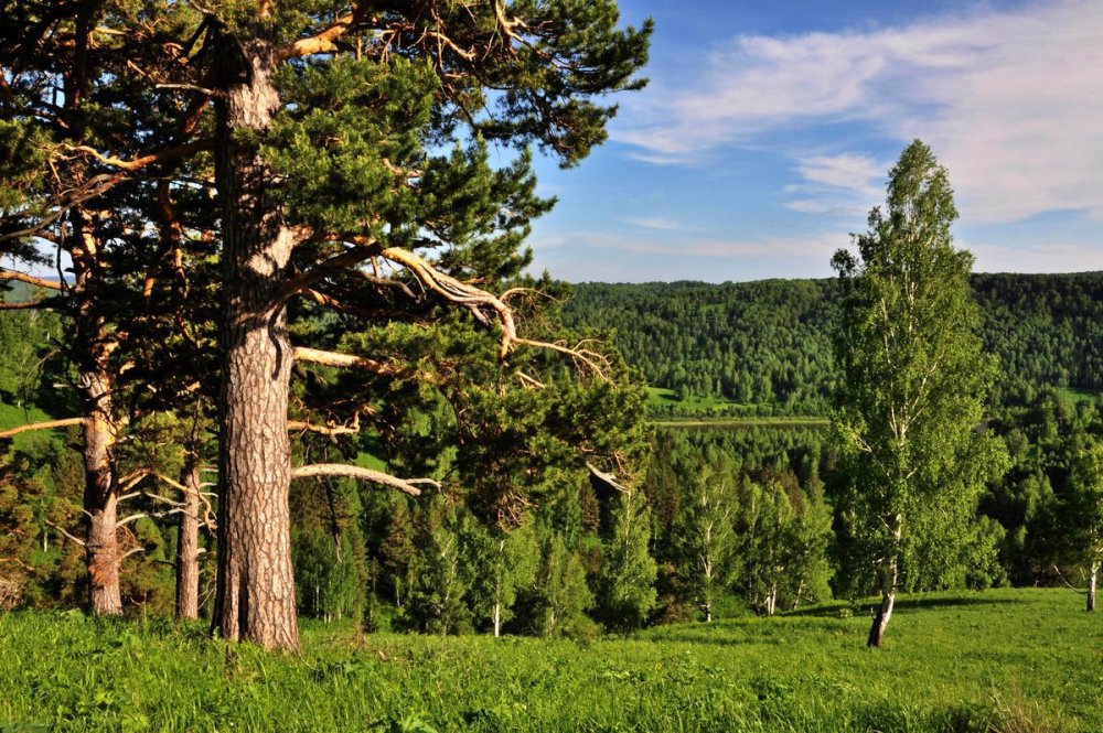 Лесной массив кедр Сибирский