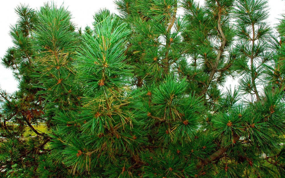 Сосна обыкновенная Pinus