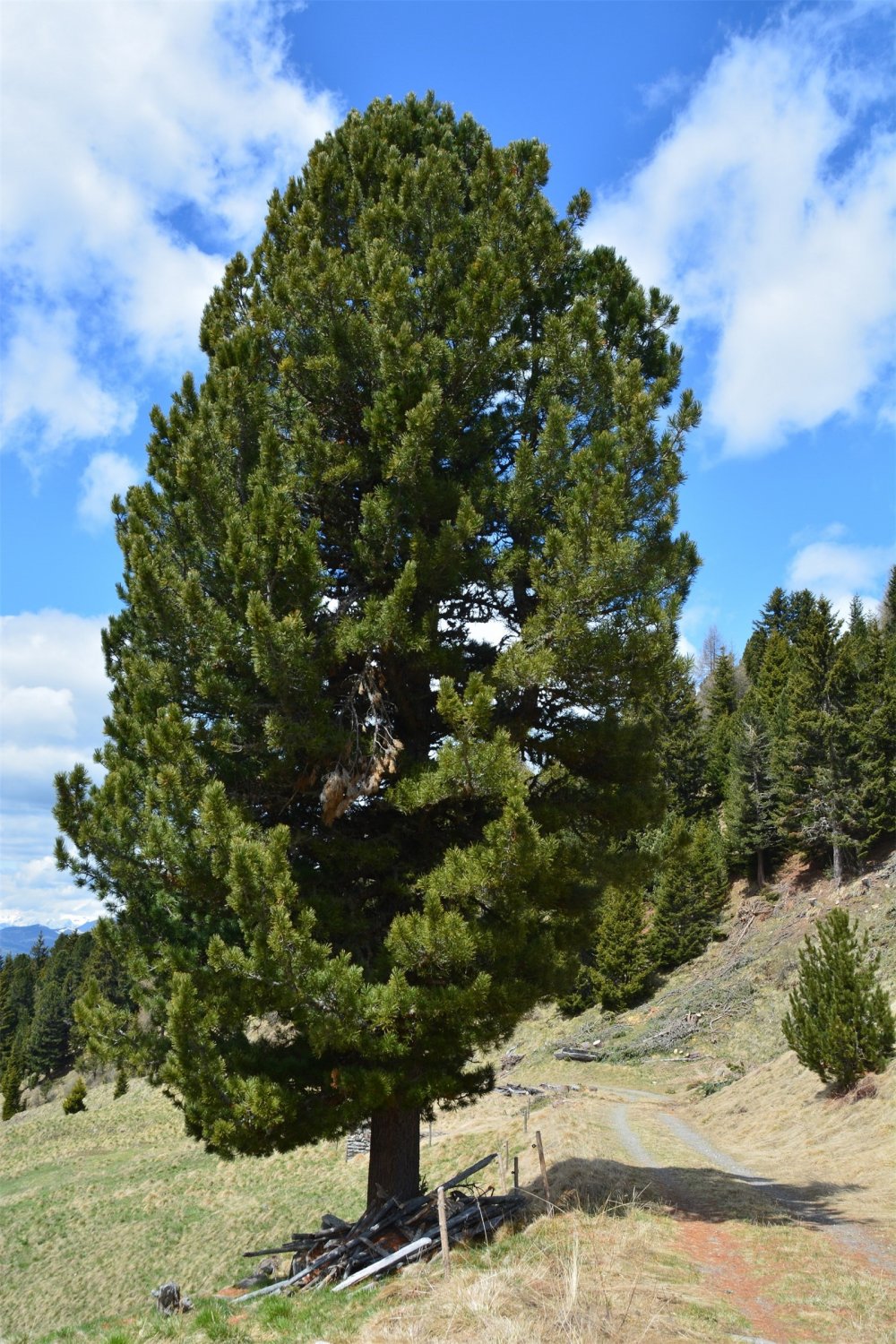 Сосна Кедровая Сибирская Pinus