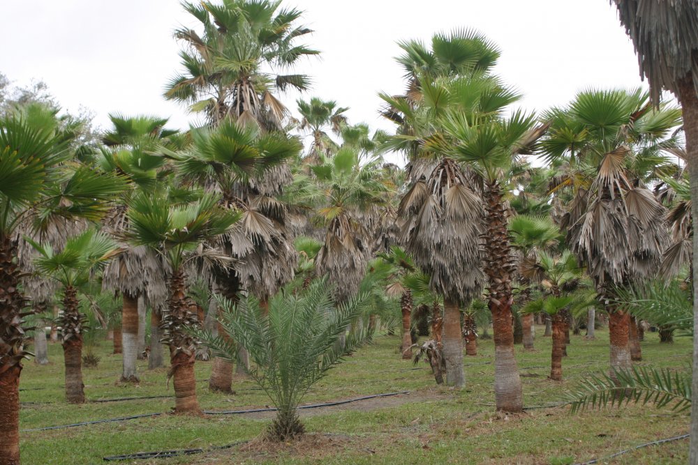 Palm Trees Mexico
