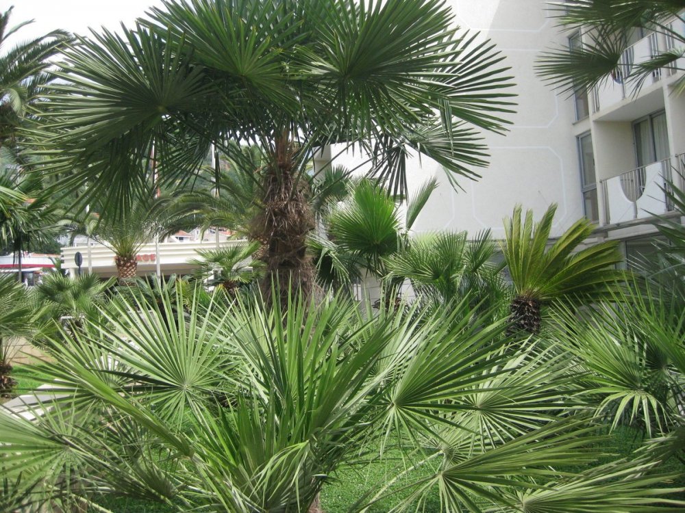Веерная Пальма дерево