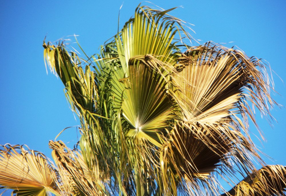 Дерево в виде пальмы