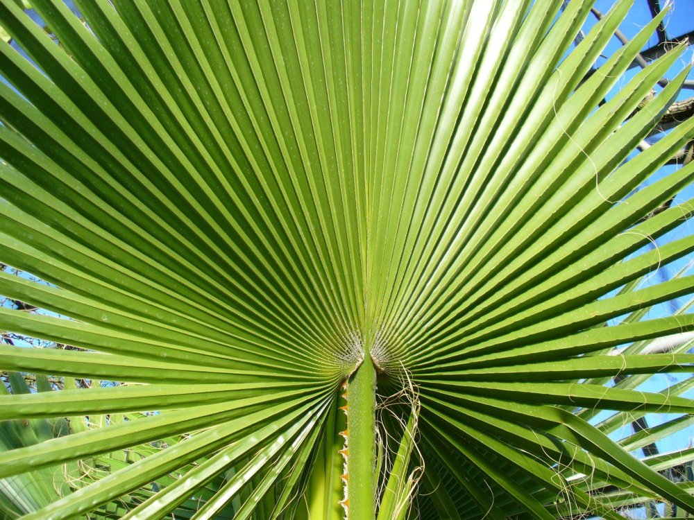 Пальма Брахея