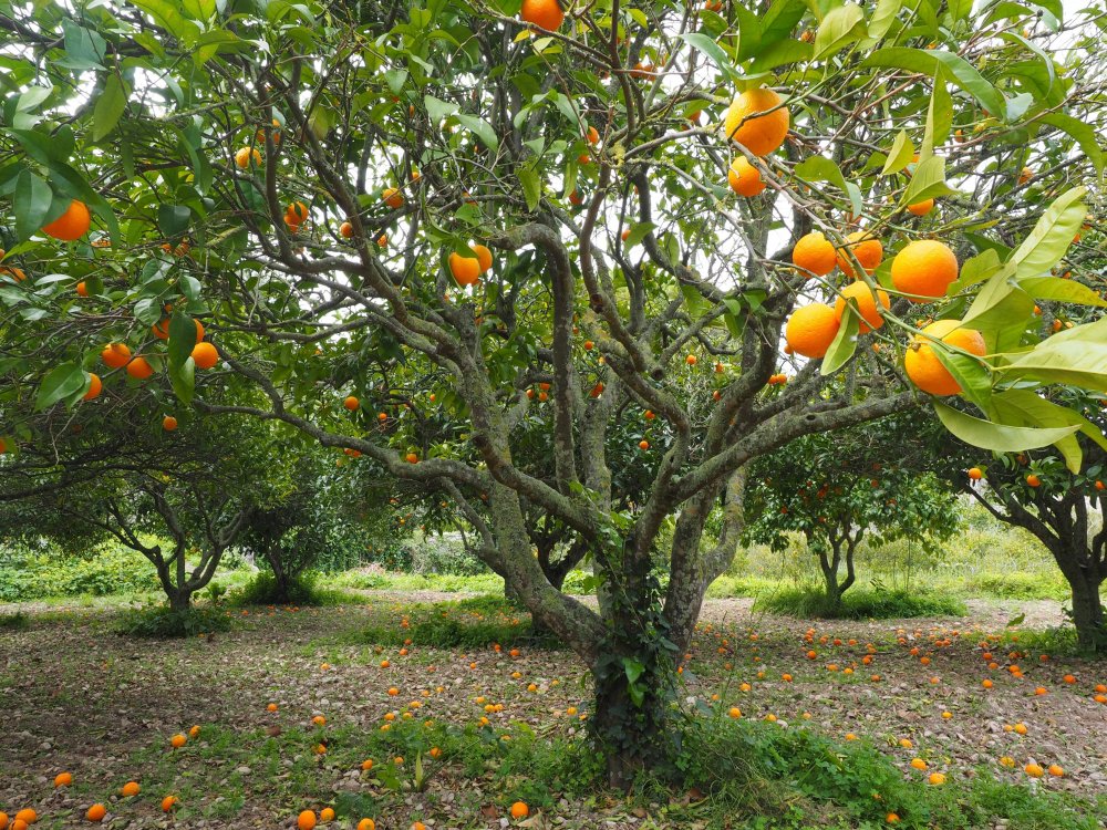 Комнатные апельсиновые деревья