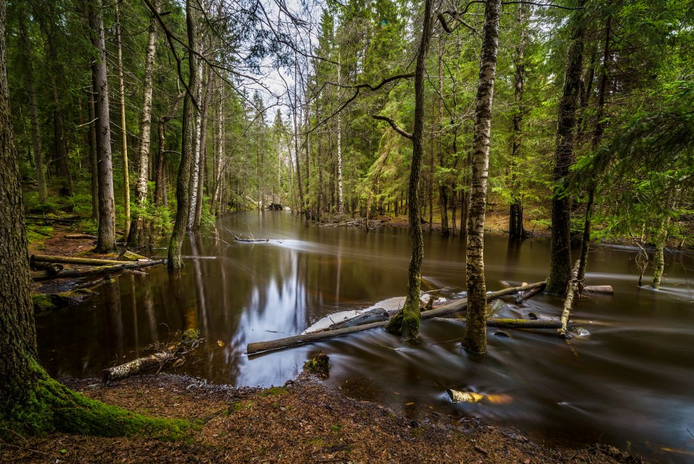 Лесные речки Ленинградская область