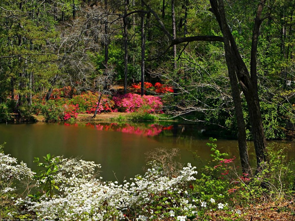 Природа река Весна красота лес