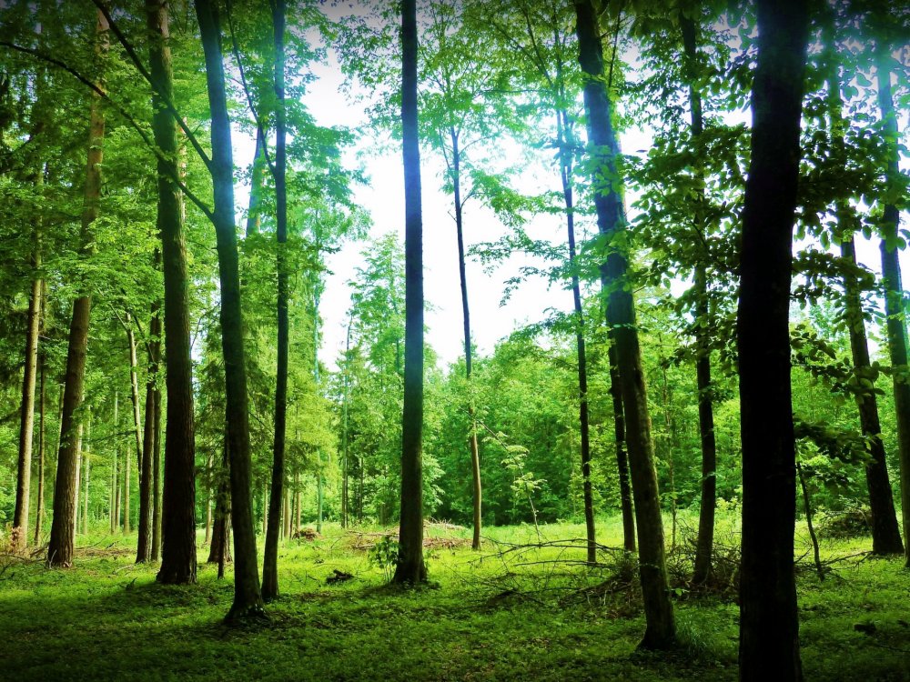 Елово-широколиственные леса