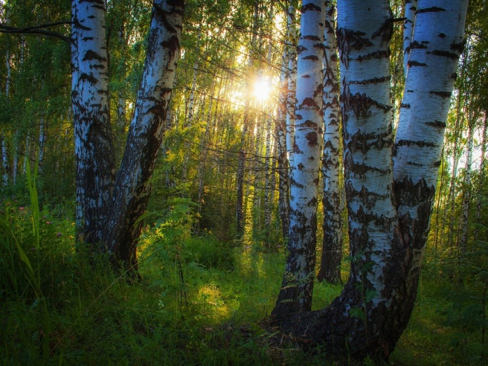 Природа красивая лес березы