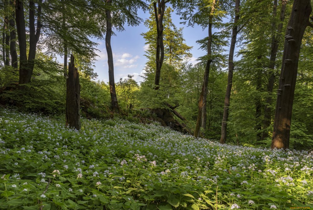 Кратовский лес Весна