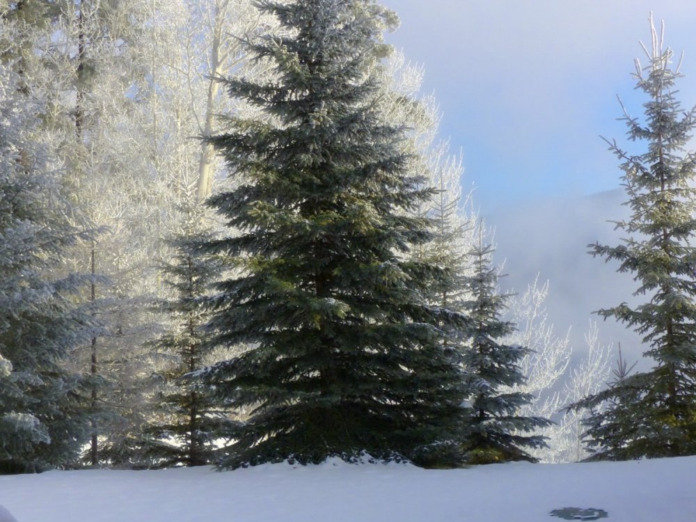 Хвойные деревья зимой