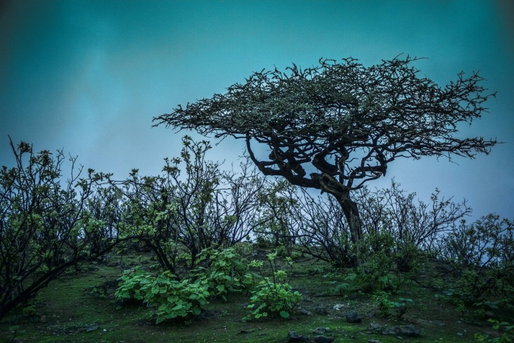 Эбеновое дерево ландшафт