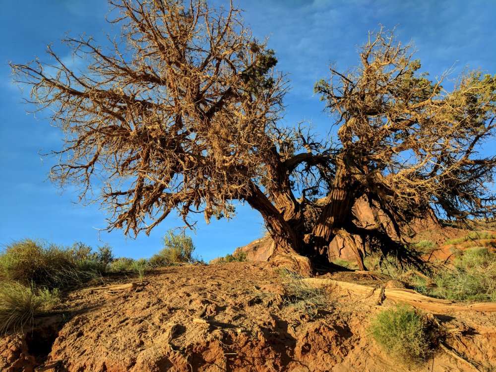Дерево растущее в пустыне