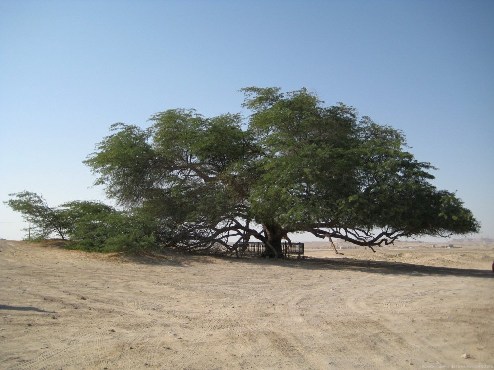 Дерево Анчар ядовитый