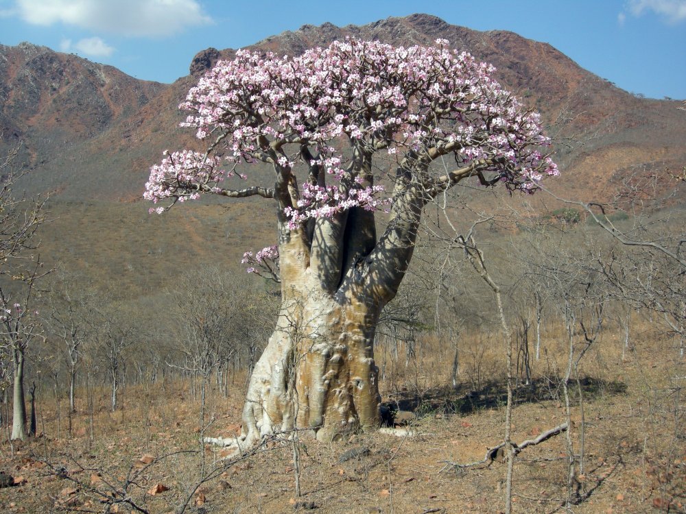 Дерево Анчар в Армении