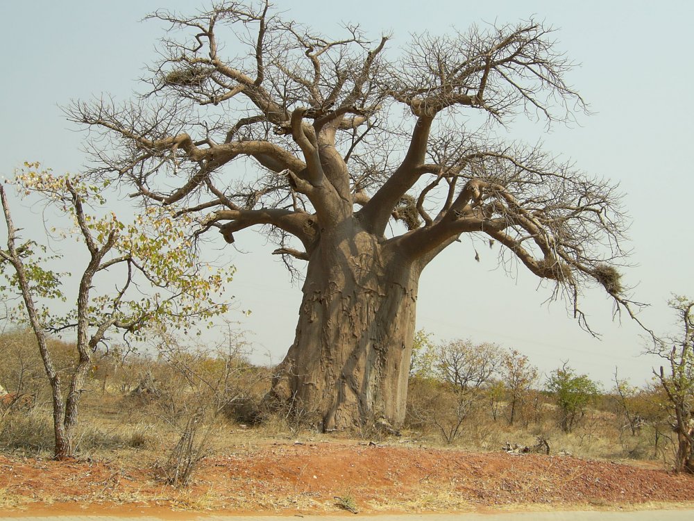 Намиб деревья