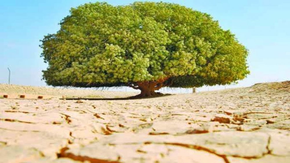Зебрано дерево живое