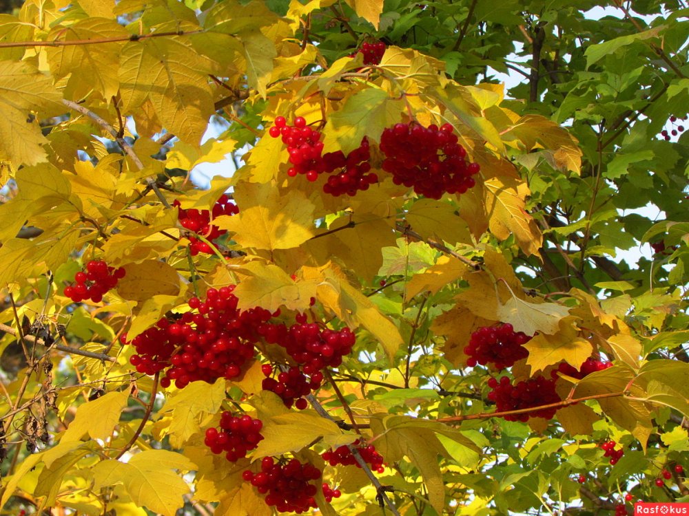 Осенние пейзажи Калина красная