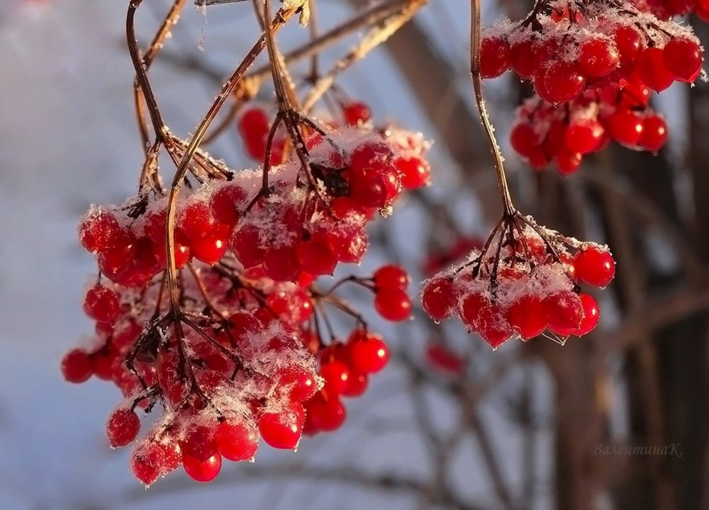 Калина обыкновенная (красная) зимой