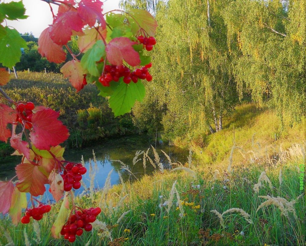 Цветущая Калина у ручья