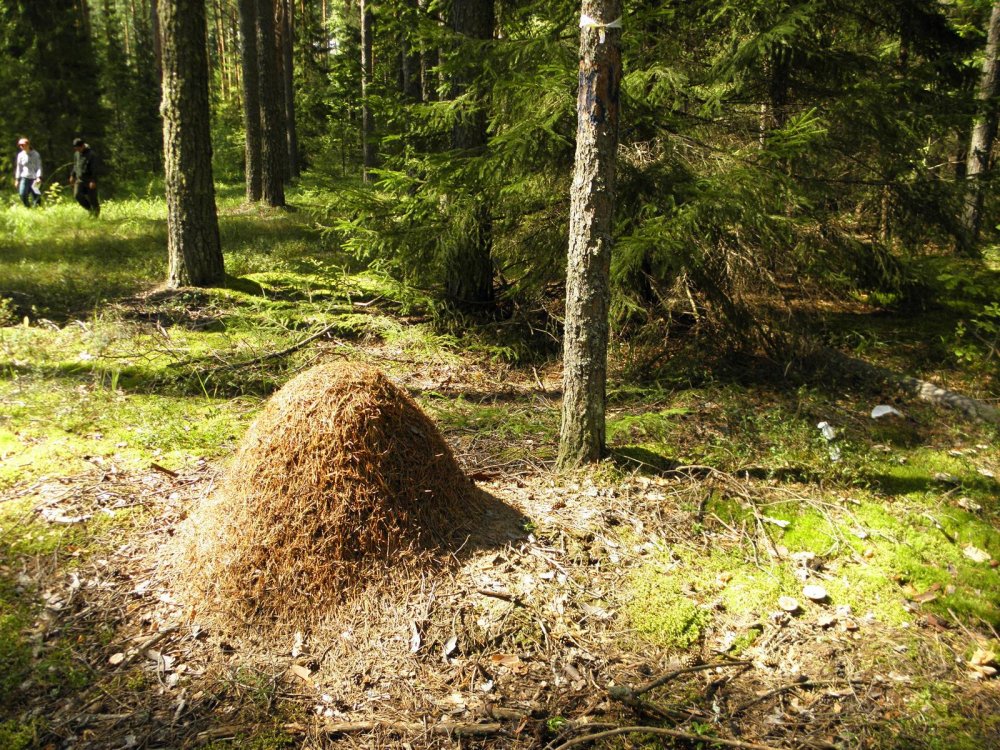 Муравейник лесных муравьёв