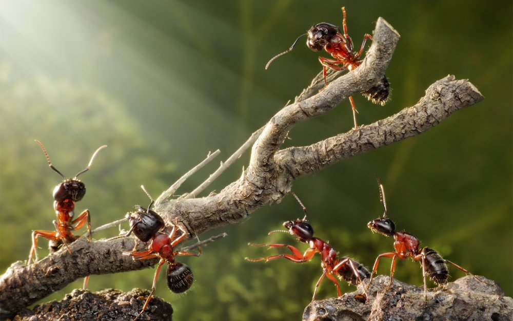 Андрей Павлов фотограф муравьи