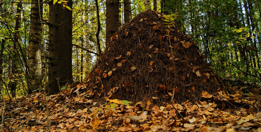 Муравейник в лесу осенью