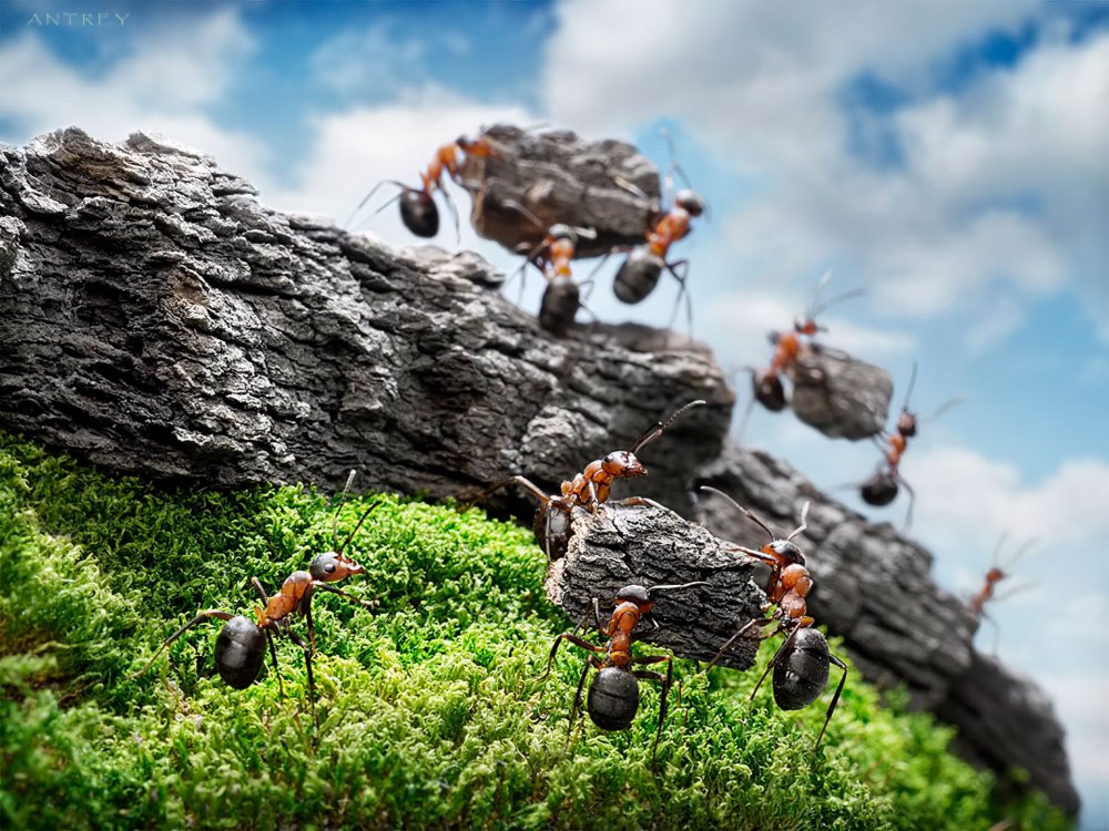 Макрофотографии муравьев Андрей Павлов