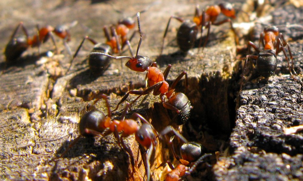 Рыжий Лесной муравей Муравейник
