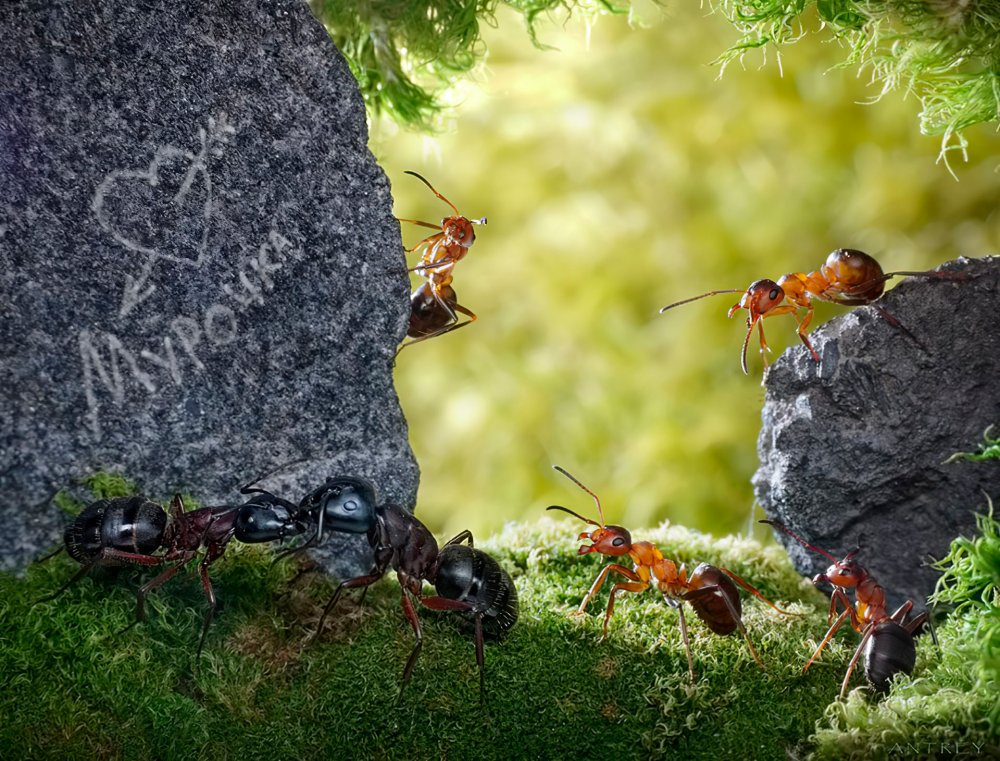 Андрей Павлов фотографии муравьев