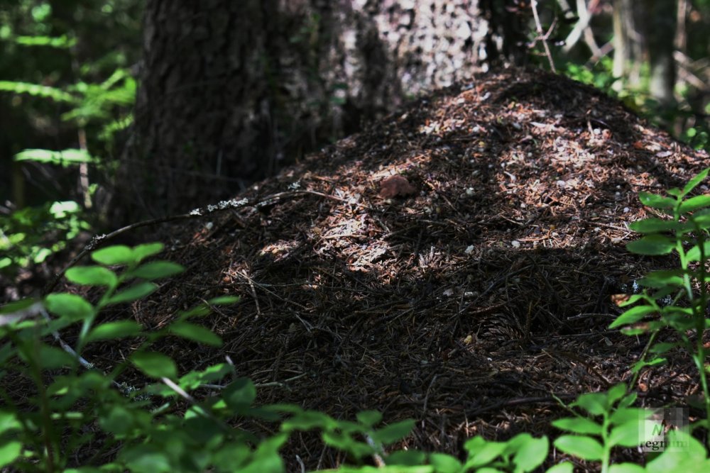 Разрушать муравейники в лесу