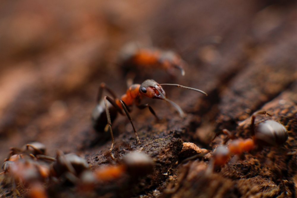 Насекомые леса муравьи