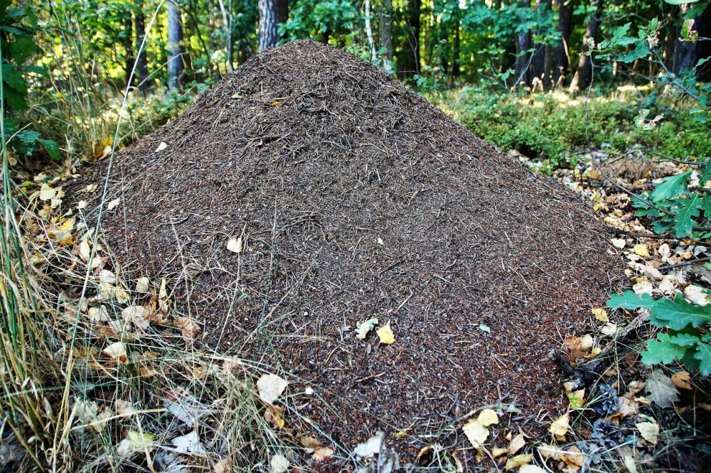 Лесные муравьи Муравейник