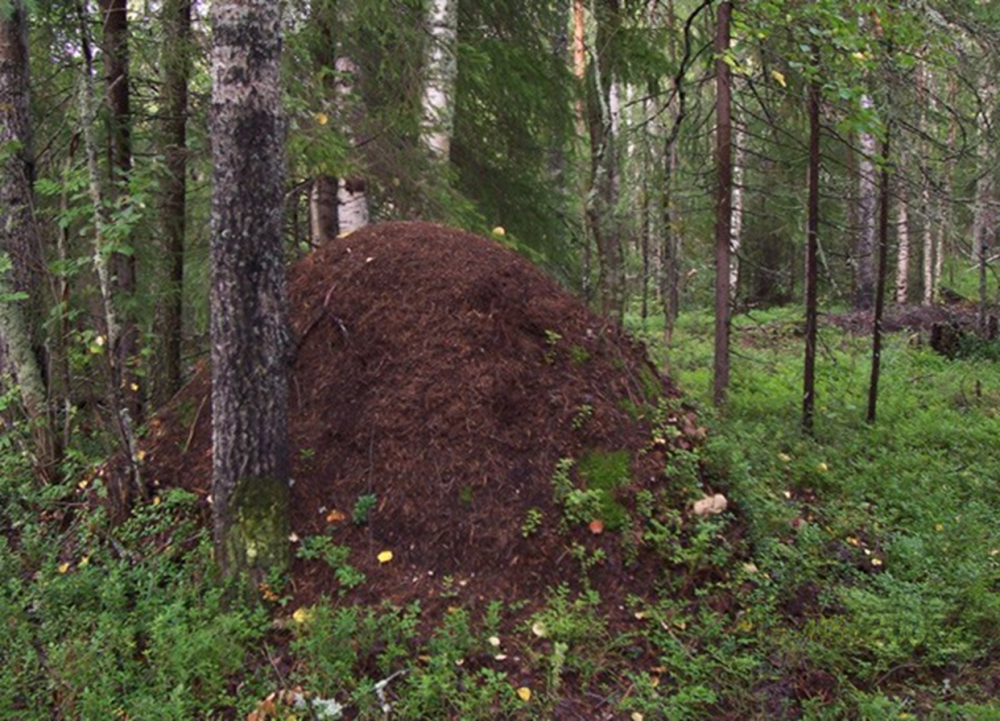 Муравейник лесных муравьев Север Юг