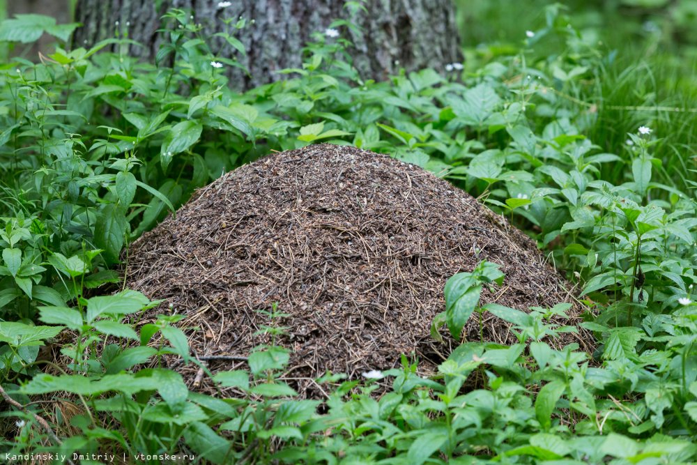 Муравейник гнездо муравьев
