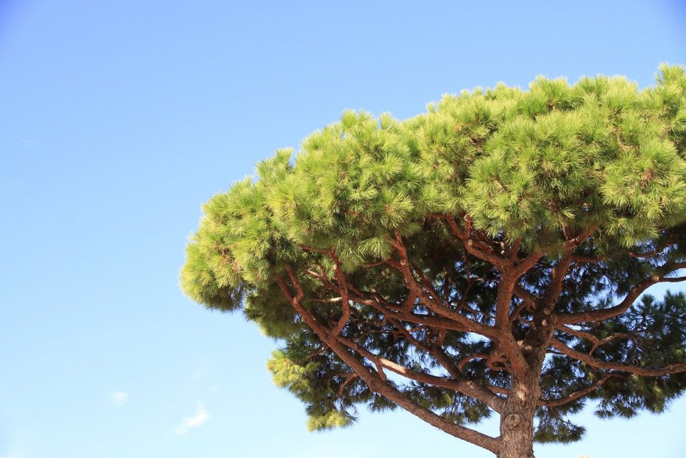Сосна зонтичная - Pinus Pine
