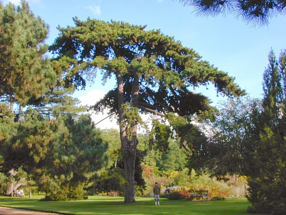 Pinus nigra Caramanica