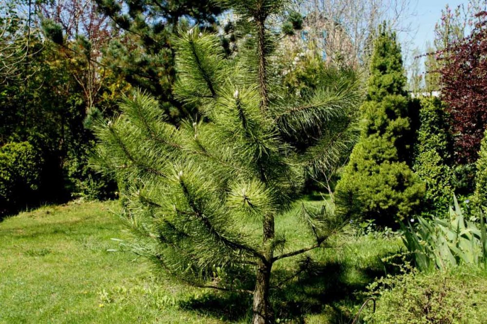 Pinus nigra дерево