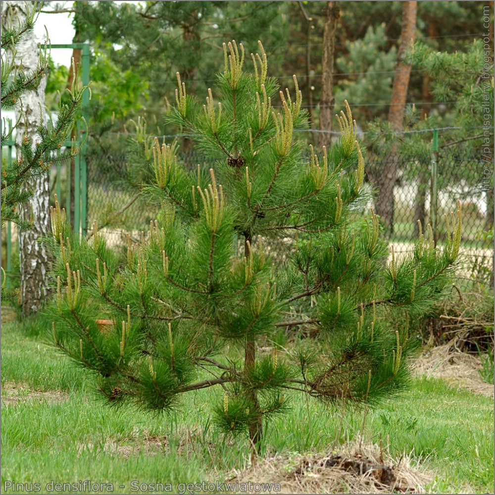 Pinus nigra Rondello