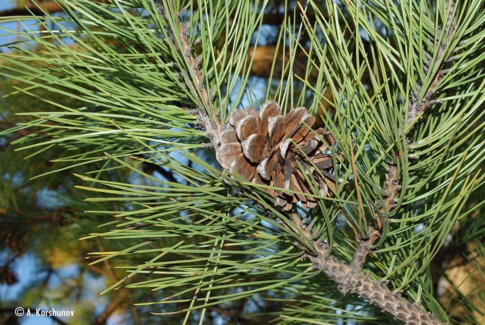 Pinus nigra j.f.Arnold