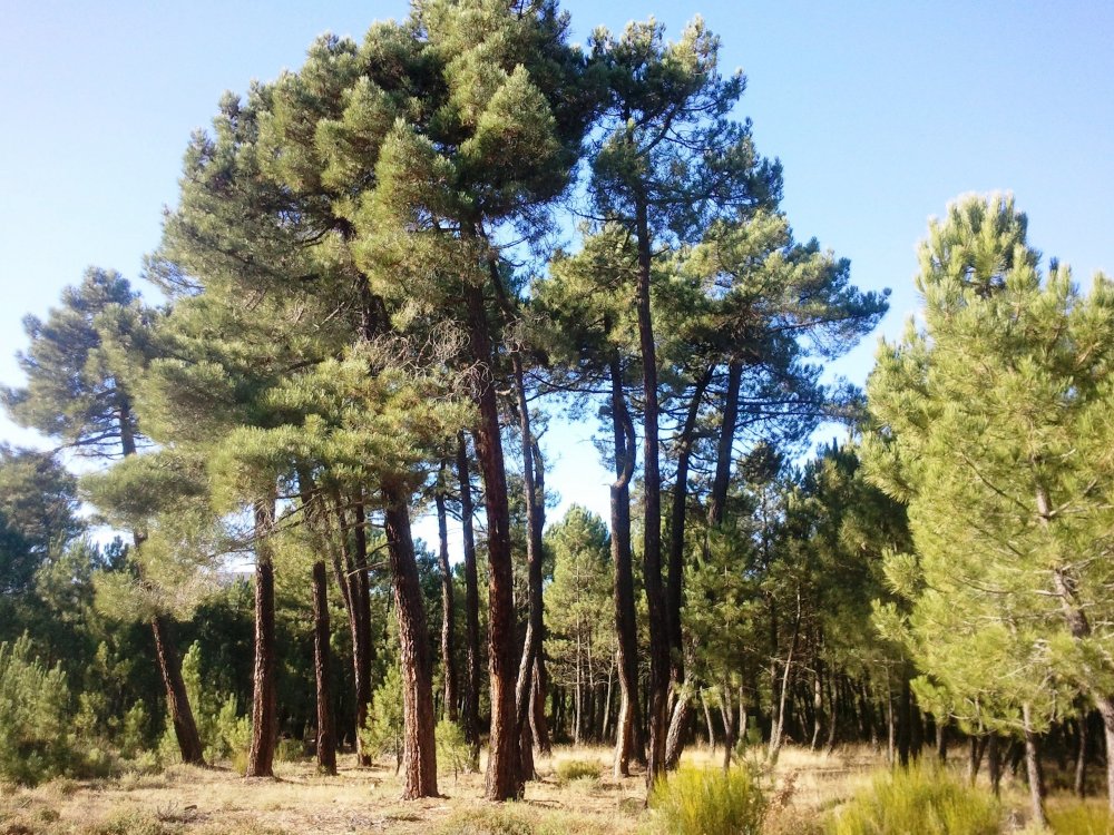 Приморская сосна Pinus pinaster