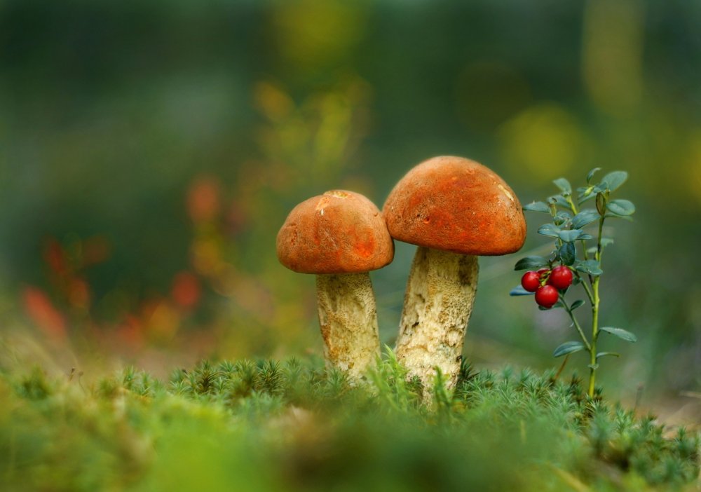 Живая природа грибы