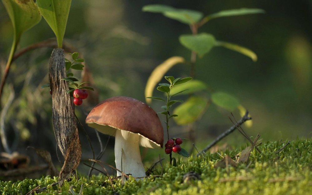 Брусника и грибы во мхе